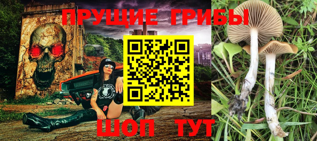Абинск  Псилоцибиновые грибы Psilocybe  Вход с VPN 